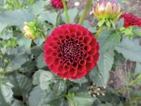 Dahlia (Jiřinka 'Natal' - Pomponkovité jiřinky)