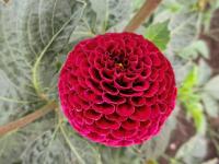 Jiřinka 'Rocco' - Pomponkovité jiřinky