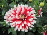 Dahlia (Jiřinka 'Jamaica' - Dekorační jiřinky)