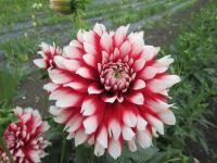 Dahlia (Jiřinka 'Jamaica' - Dekorační jiřinky)