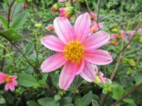 Dahlia (Jiřinka 'Bonne Esperance' - Miňonkové jiřinky)