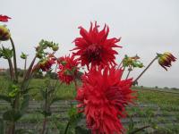 Dahlia (Jiřinka 'Holly Huston' - Semikaktusovité jiřinky)
