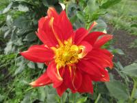 Dahlia (Jiřinka 'Nick Sr' - Dekorační jiřinky)