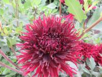 Dahlia (Jiřinka 'Kenora Macop B' - Třepenité jiřinky)