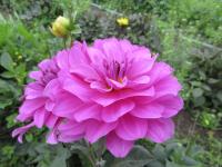 Dahlia (Jiřinka 'Karma Lagoon' - Dekorační jiřinky)