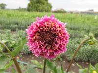 Dahlia (Jiřinka 'Fenna Baaij' - Anemonkovité jiřinky)