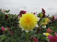 Dahlia (Jiřinka 'Freya's Paso Doble' - Anemonkovité jiřinky)