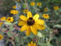 Zinnia maritima (Ostálka 'Solcito')