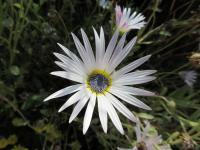 Arctotis venusta (Arctotis)