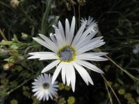 Arctotis venusta (Arctotis)