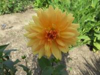 Dahlia (Jiřinka 'Noordwijks Glorie' - Dekorační jiřinky)