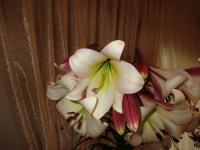 Lilium (Lilie 'Easter Morn' - LT hybridy)