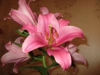 Lilie 'Valdosa' - OT hybridy