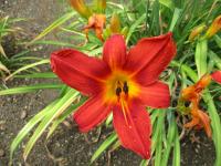 Hemerocallis (Denivka 'Rebel Cause')