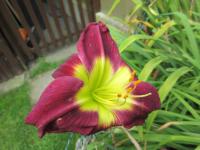 Hemerocallis (Denivka 'Night Beacon')