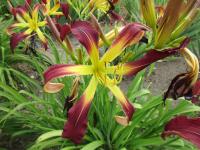 Hemerocallis (Denivka 'Phyllis Cantini')