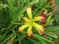 Hemerocallis (Denivka 'Phyllis Cantini')