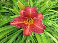 Hemerocallis (Denivka 'Little Wine Cup')