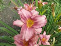 Hemerocallis (Denivka 'Dream Book')