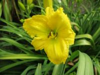 Hemerocallis (Denivka 'Petite Ballet')