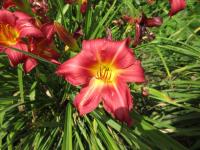 Hemerocallis (Denivka 'New Note')