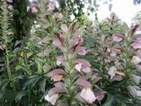 Acanthus (Paznehtník)