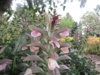 Acanthus (Paznehtník)