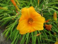 Hemerocallis (Denivka 'CZ Orion')