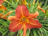 Hemerocallis (Denivka 'CZ Simona')