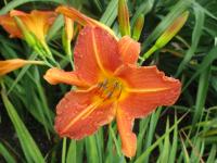 Hemerocallis (Denivka 'CZ Simona')