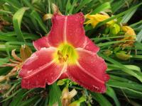 Hemerocallis (Denivka 'CZ Melody')