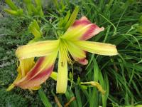 Hemerocallis (Denivka 'Pterodactyl Eye')