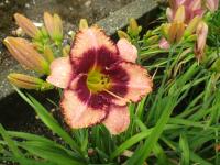 Hemerocallis (Denivka 'Daring Deception')