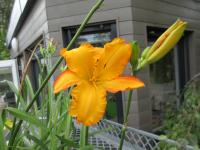 Hemerocallis (Denivka 'Santiago')
