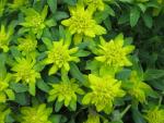 Euphorbia epithymoides - pryšec mnohobarvý