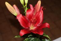 Lilium (Lilie 'Fujian' - OT hybridy)