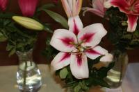 Lilium (Lilie 'Gaucho' - OT hybridy)
