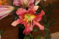 Lilium (Lilie 'Satisfaction' - OT hybridy)