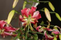 Lilie 'Vern's Beauty' - OT hybridy