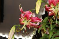 Lilium (Lilie 'Vern's Beauty' - OT hybridy)
