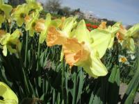 Narcissus (Narcis 'Ruby Shu' - Velkokorunné narcisy)