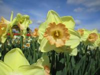 Narcissus (Narcis 'Ruby Shu' - Velkokorunné narcisy)