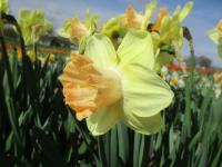 Narcissus (Narcis 'Ruby Shu' - Velkokorunné narcisy)