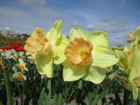 Narcissus (Narcis 'Ruby Shu' - Velkokorunné narcisy)