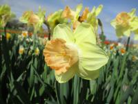Narcissus (Narcis 'Ruby Shu' - Velkokorunné narcisy)
