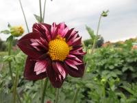 Dahlia (Jiřinka 'Joyful Investment' - Náhrdelníkové jiřinky)