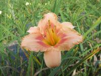 Hemerocallis (Denivka 'Martha Fawcett')