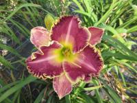 Hemerocallis (Denivka 'Jennifer Trimmer')