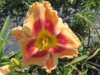 Hemerocallis (Denivka 'To God Be the Glory')
