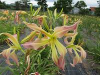 Hemerocallis (Denivka 'Desert Icicle')
